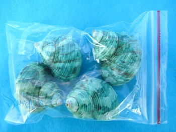 4pcs žalia varžtas nustatyti gamtinių myli shell pluoštas atsiskyrėlis krabų roll sallei žuvų pakeitimo akvariumo apdaila 660
