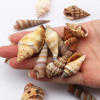 10vnt Gamtos Sea Shell Myli Akvariumas Kraštovaizdžio Puošmena Šalies Namų Dekoravimo, Juvelyrikos Pakabukas Priedai 