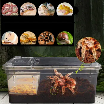 Terariumai, reptilijoms Skaidraus Plastiko Dėžutė Vabzdžių, Roplių Transporto Veisimo Gyventi Maistu Šerti Box turtle bakas roplių lempos