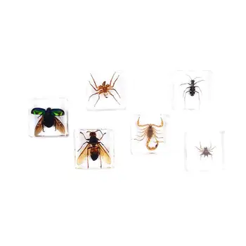 Vabzdžių Pavyzdys Paveikslas Modelis, Žaislai, Vorai, Vabalai Skorpionas Dervos Žaislai Rekvizitai Kietas, Bandinys Švietimo Anksti Žaislai Childre D0E6